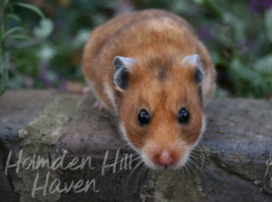 Beauty- Golden Tortoiseshell Shorthaired